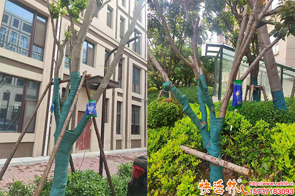深耕树木营养液批发赛道 如何为园林绿化事业注入强心剂？
